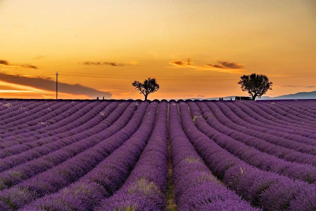 意旅游法国普罗旺斯薰衣草狂欢节重磅回归玩遍南法尊享独家定制限时