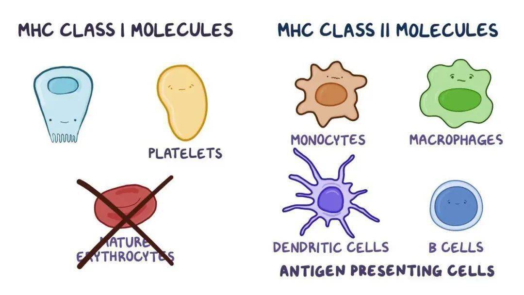 人人学懂免疫学第十六期:MHC及抗原递呈(二)_分子_细胞_蛋白质