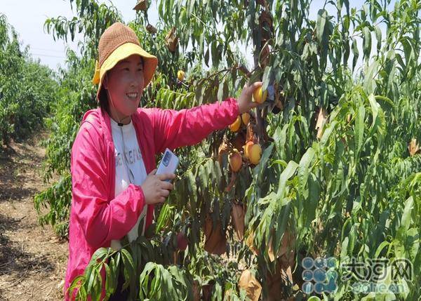 鲜桃园内不愁销！平顶山湛河区：“潘桃节”引领富民强村路