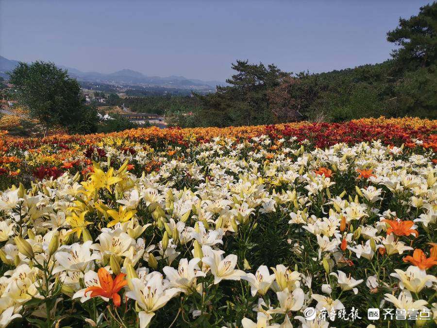 邀您共赏万亩百合花开,新泰百合节6月22日开幕_百合园_产业_种植