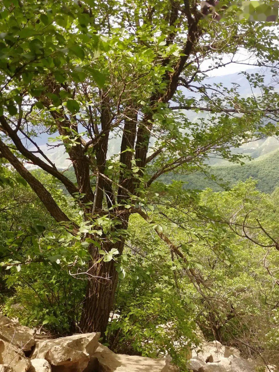 无限风光在鼓山/稀贵树种举略