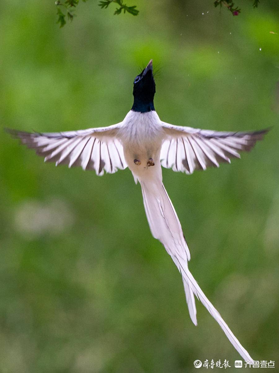 长尾飘飘的印度寿带鸟