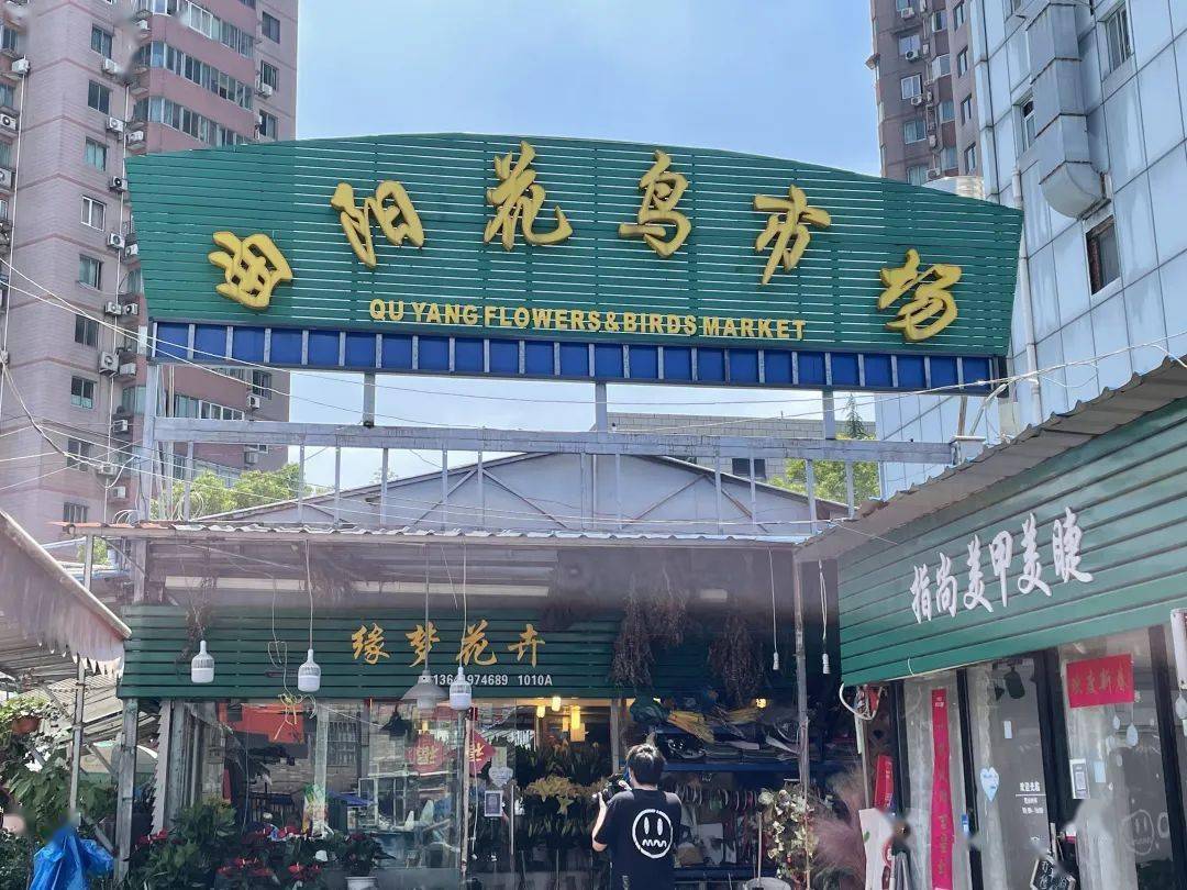 多肉玫瑰买起来曲阳花鸟市场恢复营业67