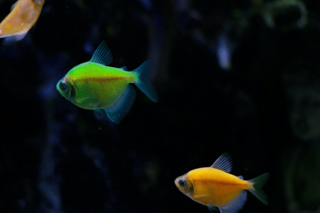 一开始它们叫五彩神仙鱼经过人类不断的繁殖就变成七彩啦