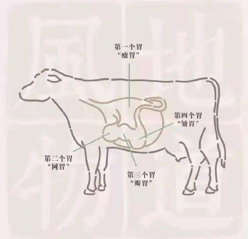 牛四个胃的简笔画图片