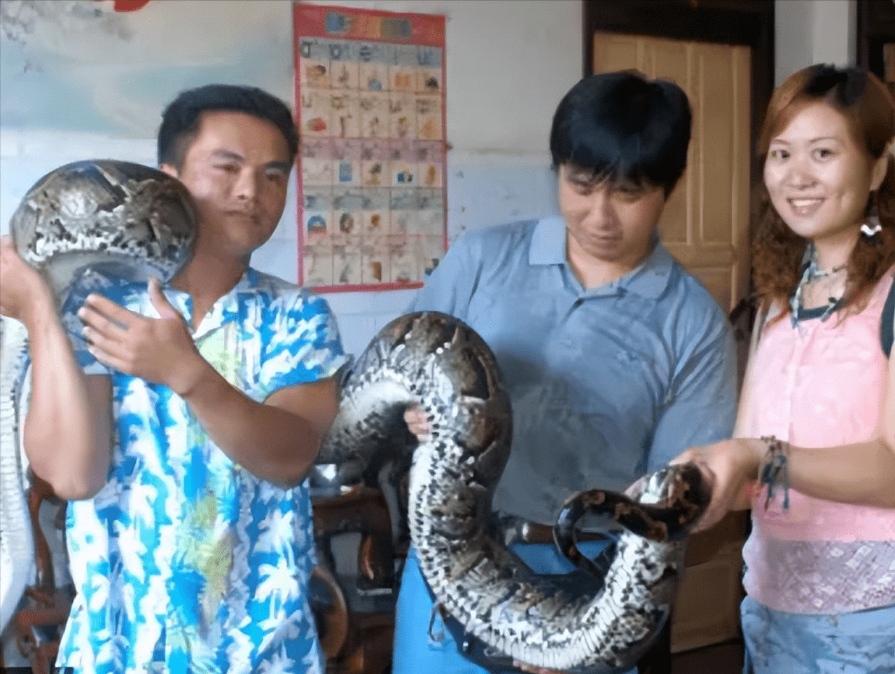 1996年海南一村民救下蟒蛇蟒蛇长大后不仅能看家护院还能救人