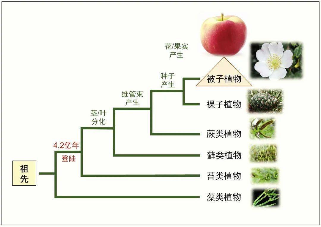 由此可见,被子植物已经站在了植物界分类