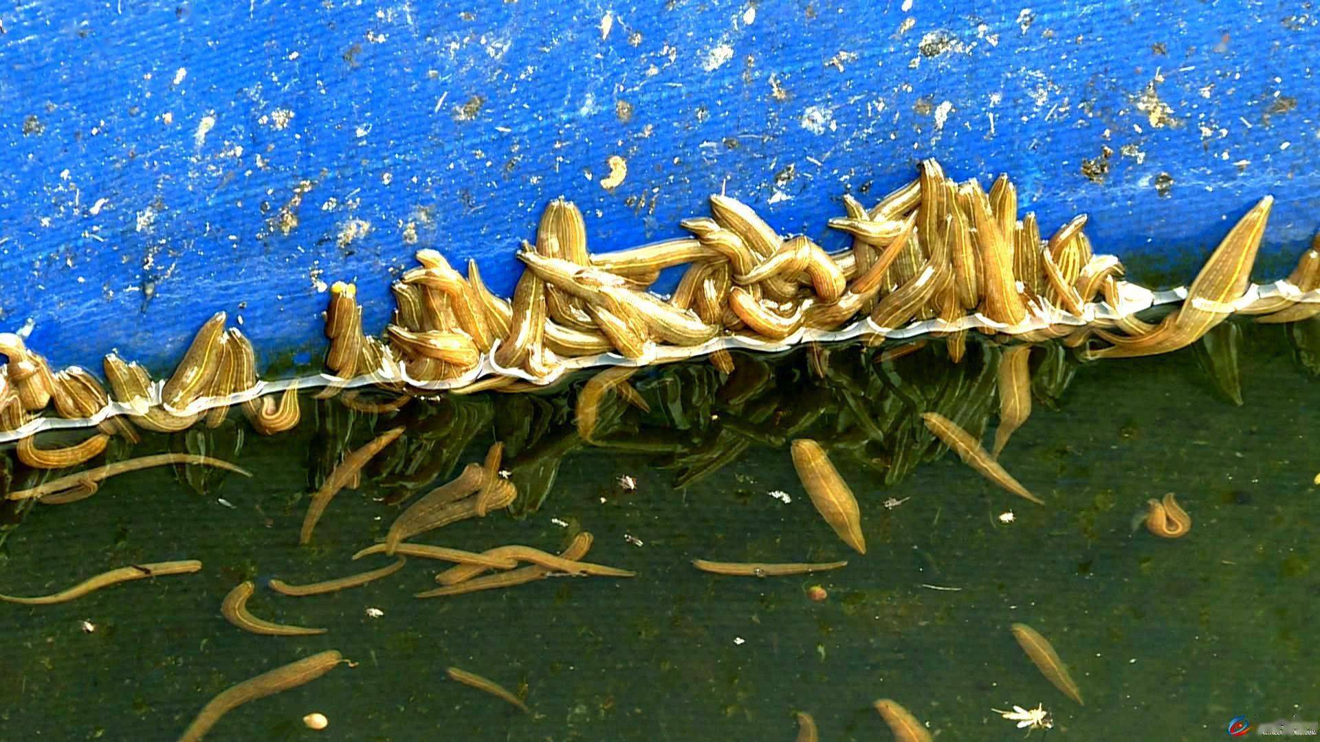 三河镇吴钦回乡创业养水蛭走出别样蛭富路