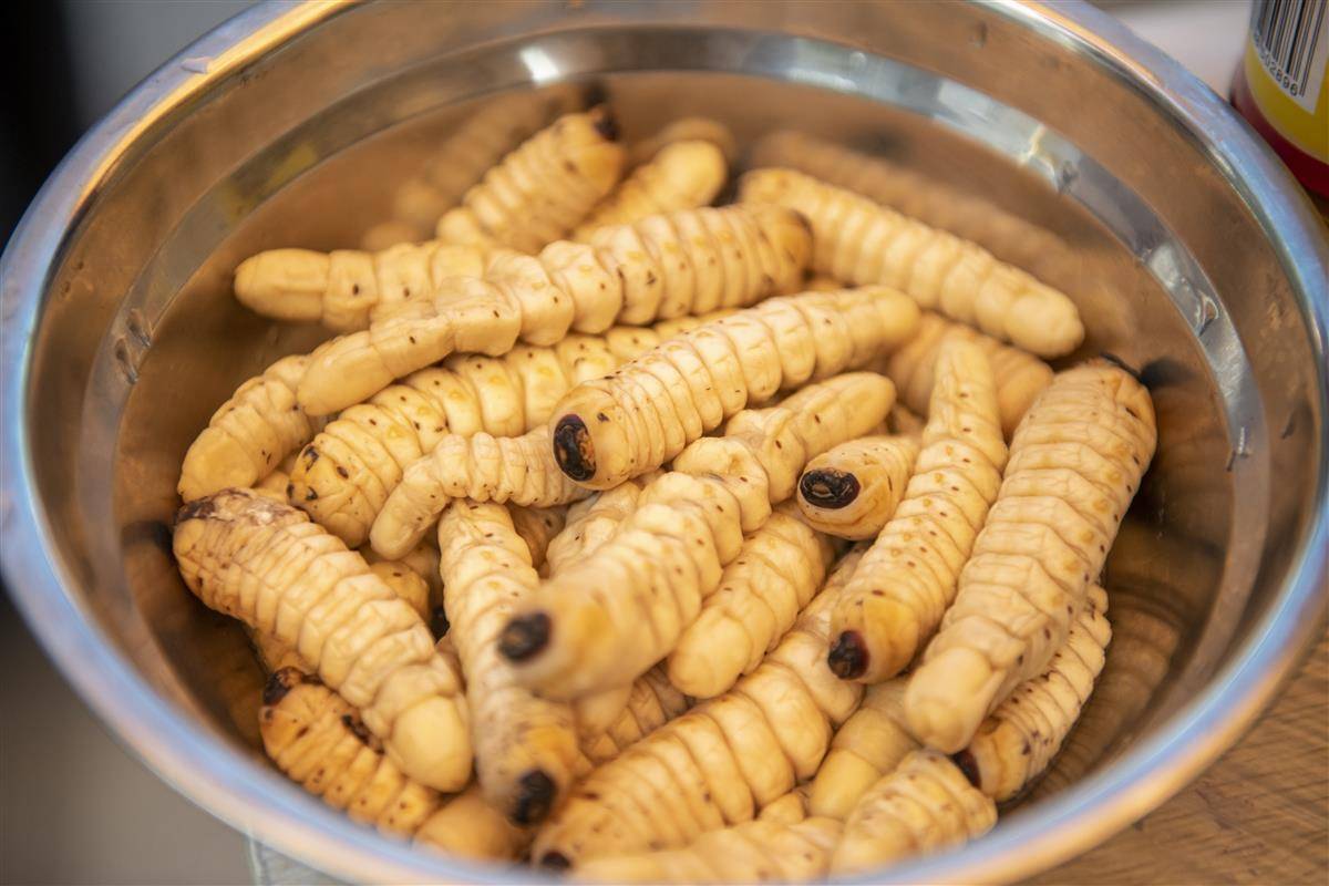 韩晓玲,通讯员刘涛)烧烤蝗虫,凉拌蚂蚁卵,爆炒竹象幼虫,油炸天牛幼虫