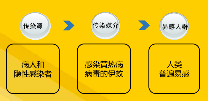 关于黄热病你需要知道这些事