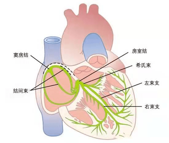 上方走形,分支呈放射状分布于左心室前上部,即前乳头肌,室间隔前部,左