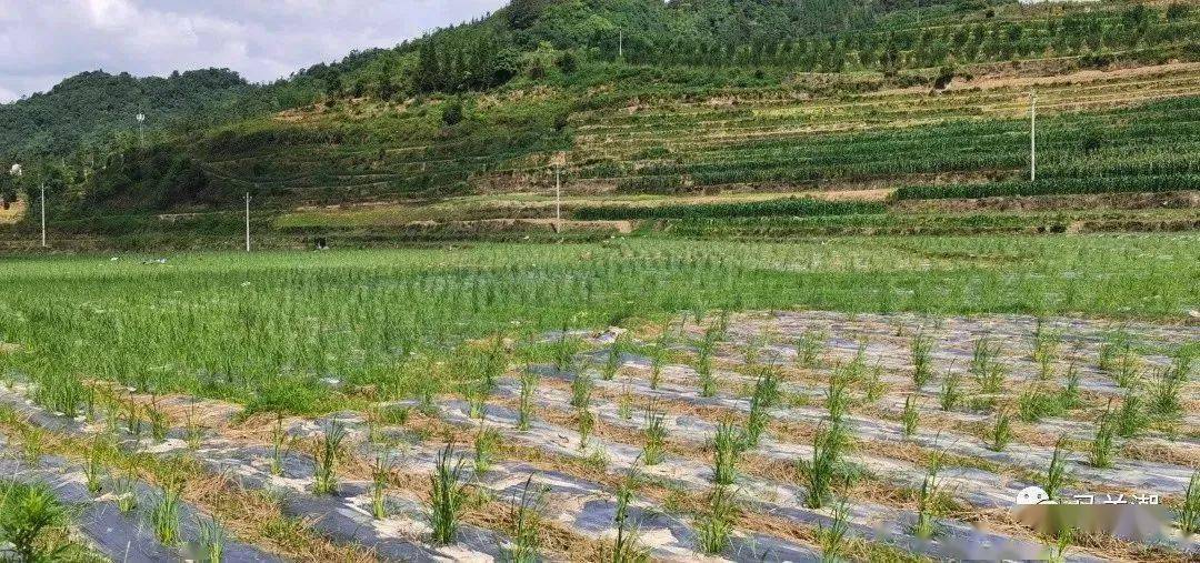 负责人董波介绍,该蒲苇基地是他和朋友经过考察后合伙投资种植的