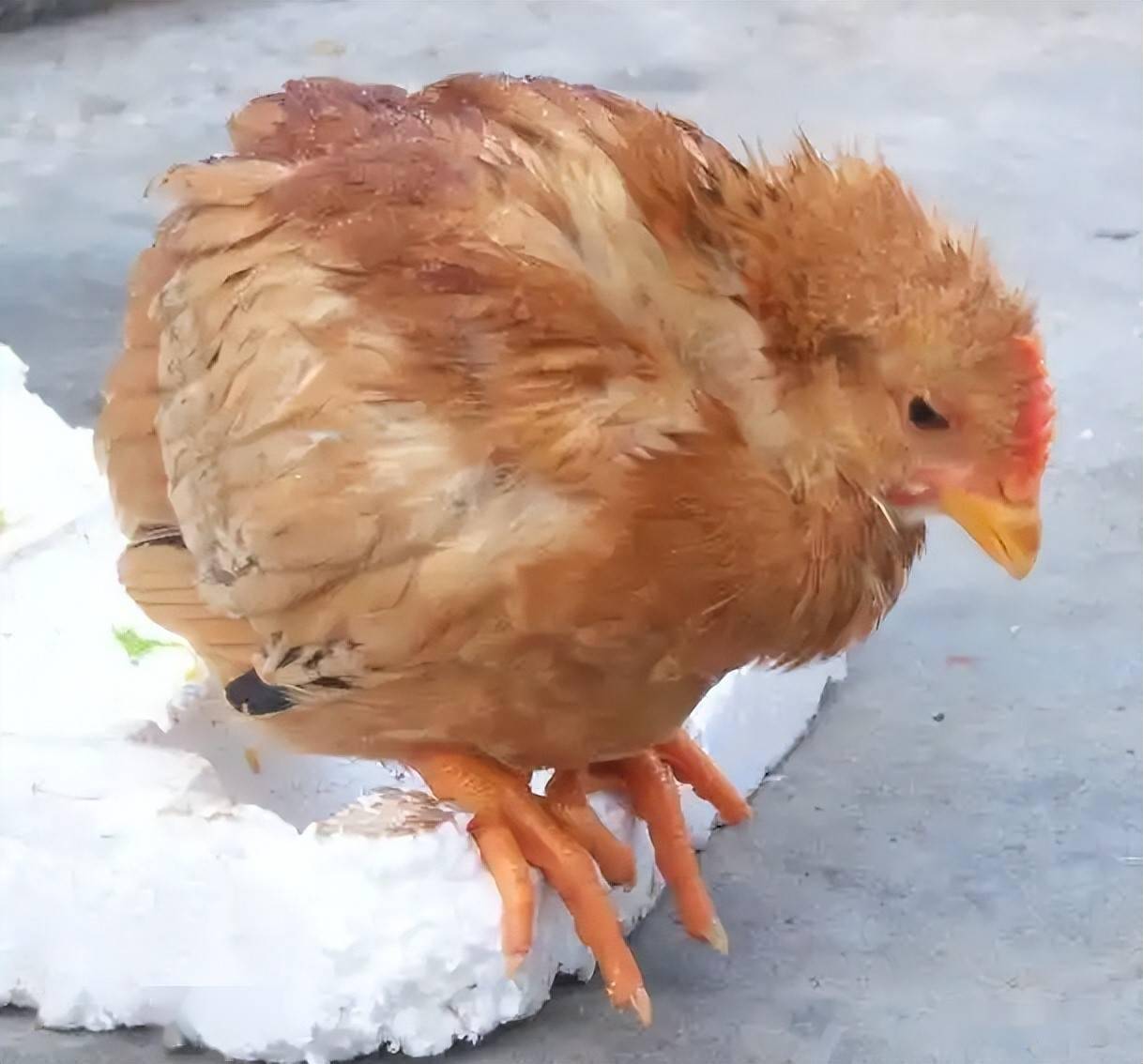 病鸡诊断看姿势