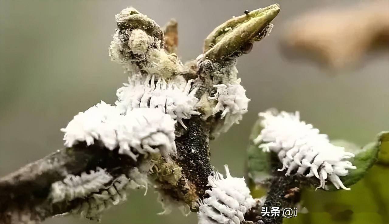 02 难以防治的原因1,由于其背着厚厚的蜡质层,常规药物难以触及虫体.