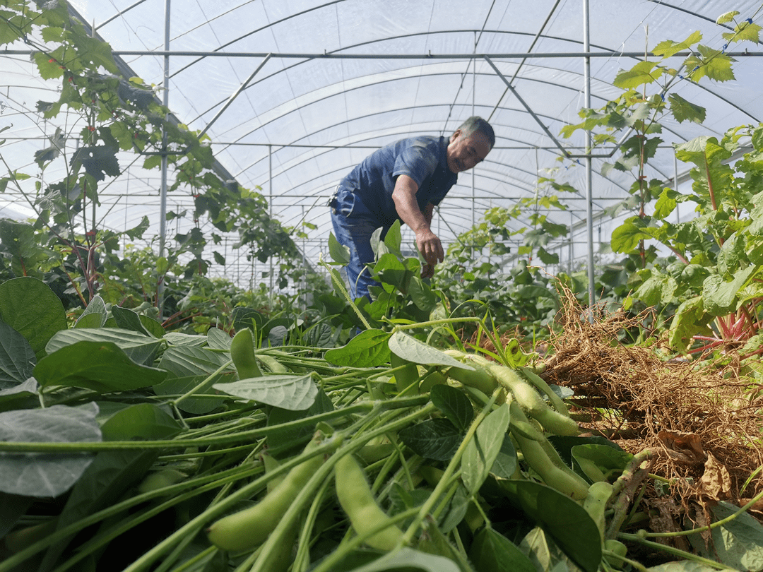 目前全村葡萄,大豆套種複合種植面積約700餘畝,平均每畝大豆增產達800