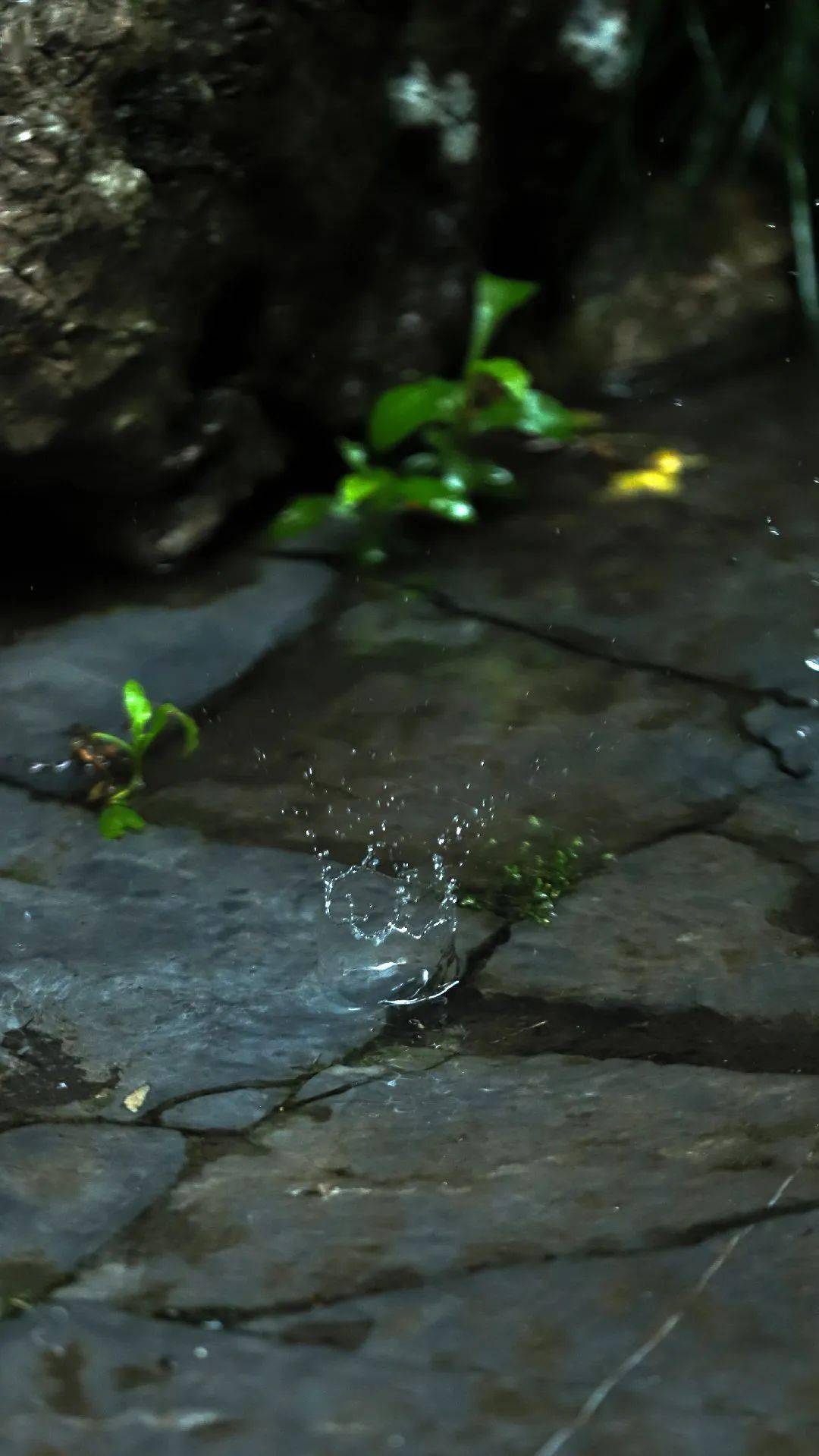 梅雨的可厌之处,本不在于雨,而在于雨过方霁,继而又雨,绵绵不休,没个