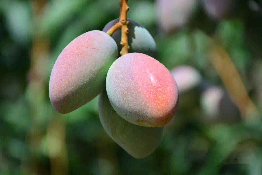 元江芒果如何提质增效换个种法果更甜