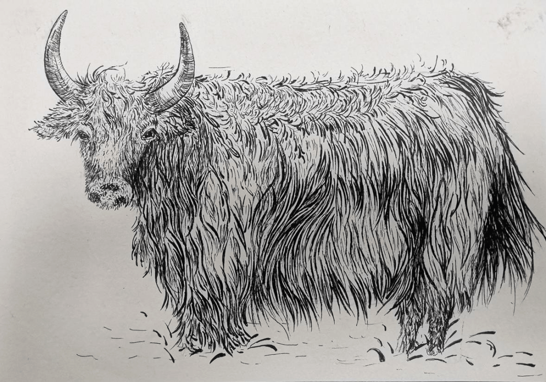 《牦牛》徐羽晨作品说明:居家学习期间,美术老师让我们观察家里的植物