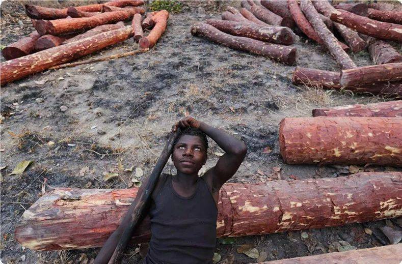 图看非洲血檀的砍伐 网友:不能只怪中国人_工作_伐木场_森林
