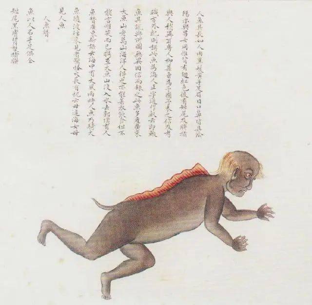 《海错图》人鱼虽然聂璜本人的确是为了绘制这套书而四处走访考察,但