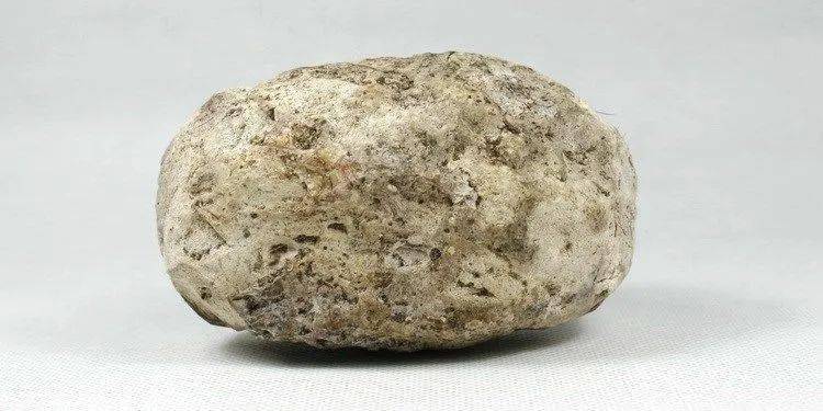 这是一条有味道的科普_龙涎香_抹香鲸_海洋