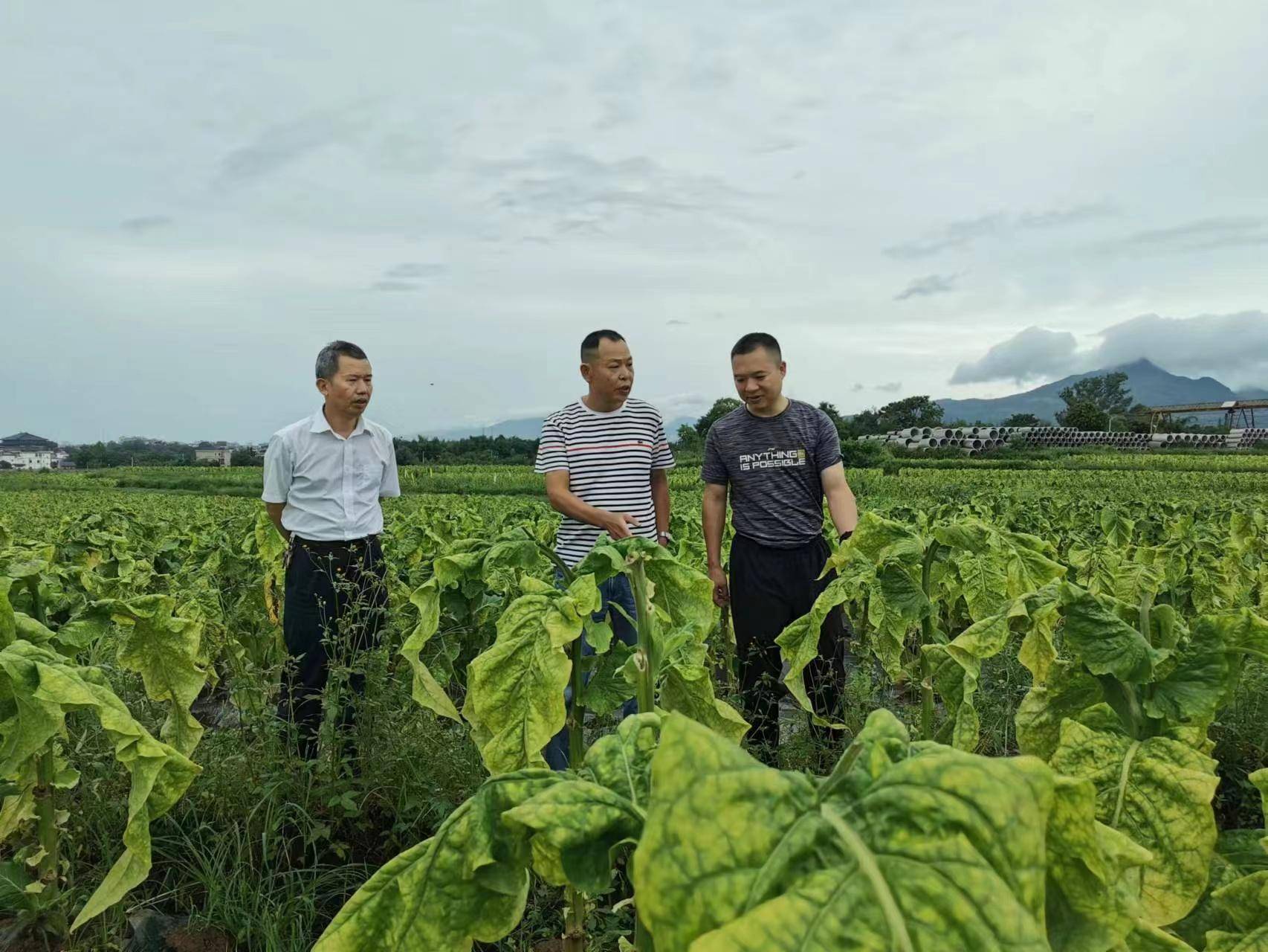 韶关南雄全力开展灾后烟叶生产自救和抢收工作