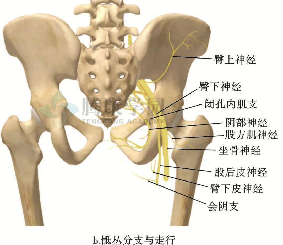 骶后孔图片