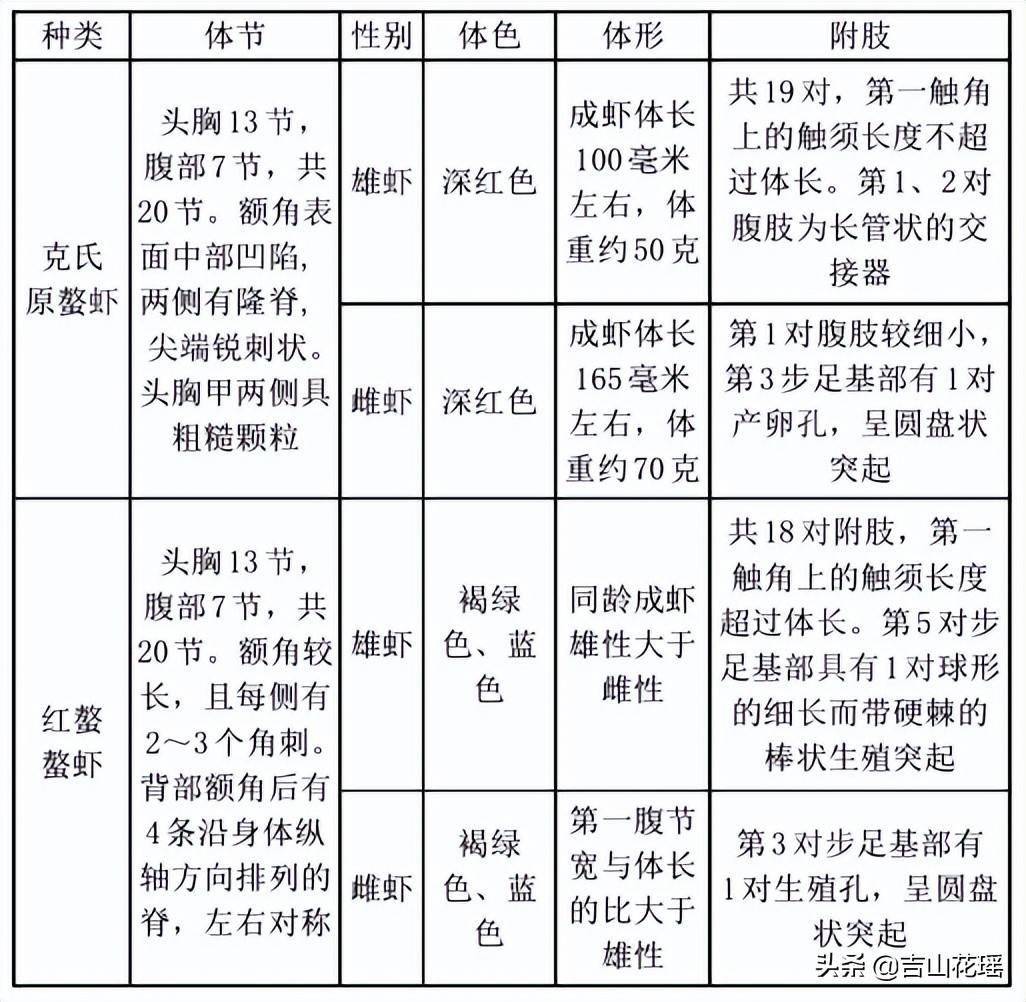 形态特征两种螯虾的形态特征差别明显,且同种类雌雄个体之间形态也有