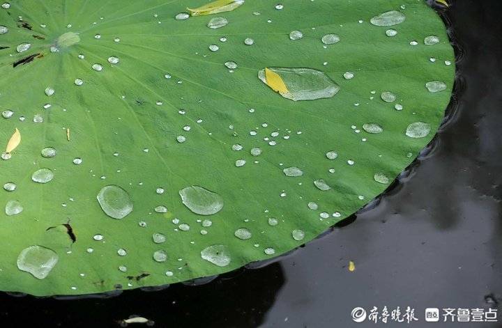 濟南好雨降明湖荷花荷葉大珠小珠落玉盤