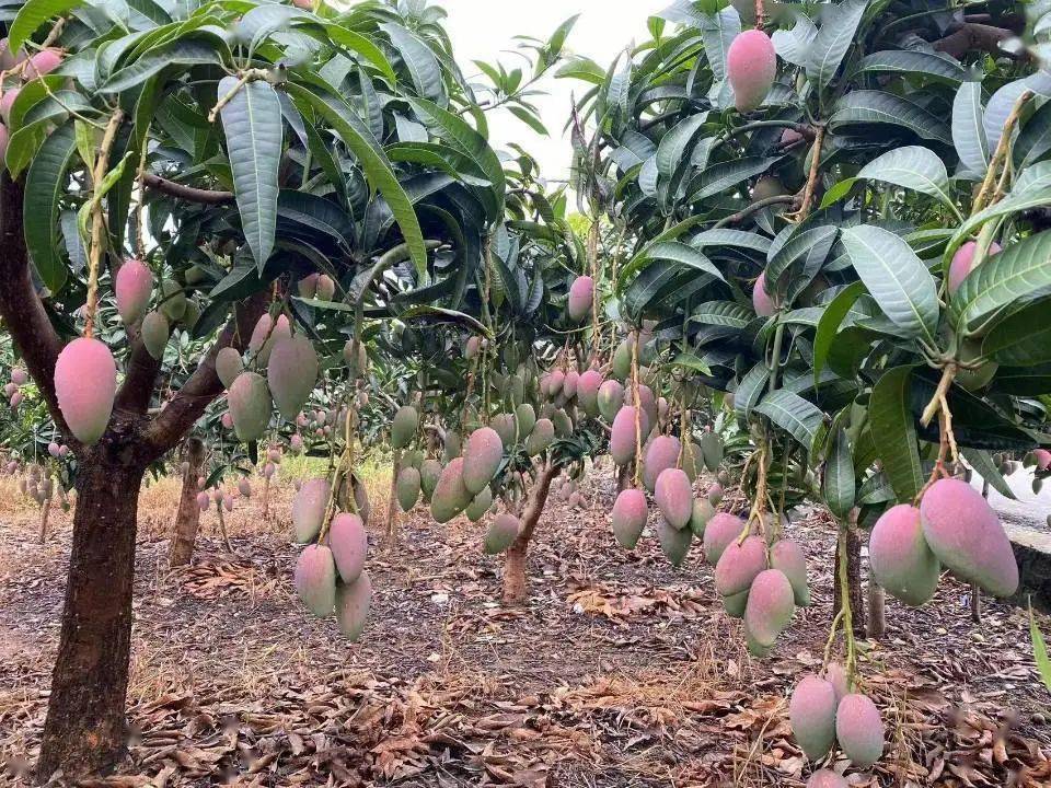 农民丰收广西百色市田阳区芒果丰收忙