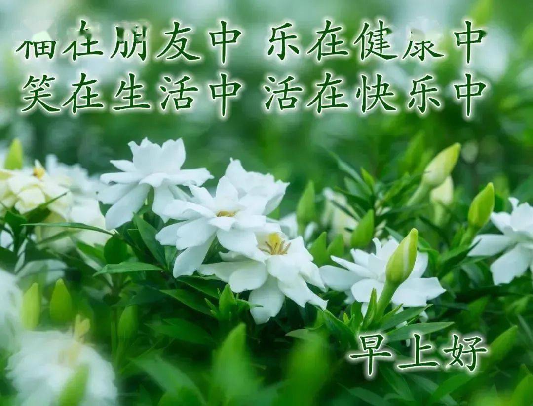 早上好鲜花美景图片图片