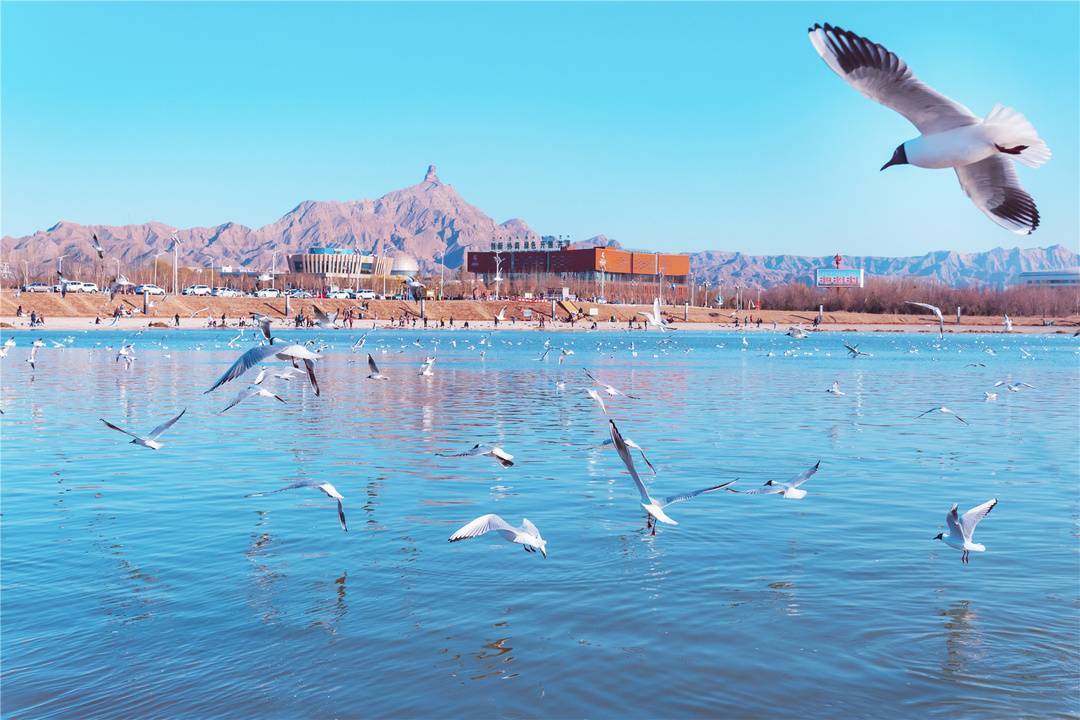 最新！西藏航空恢复成都=乌海航线 上海发布多地航线复飞通知