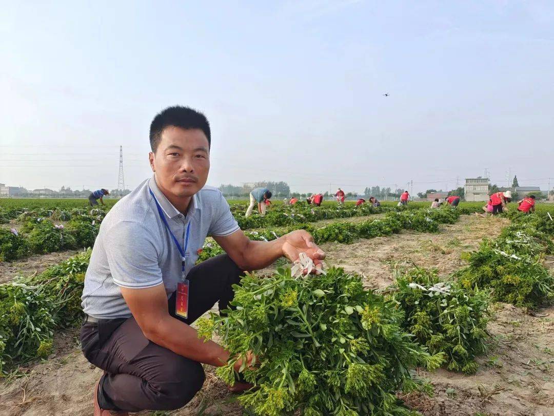 友林_费菜_郝庄村