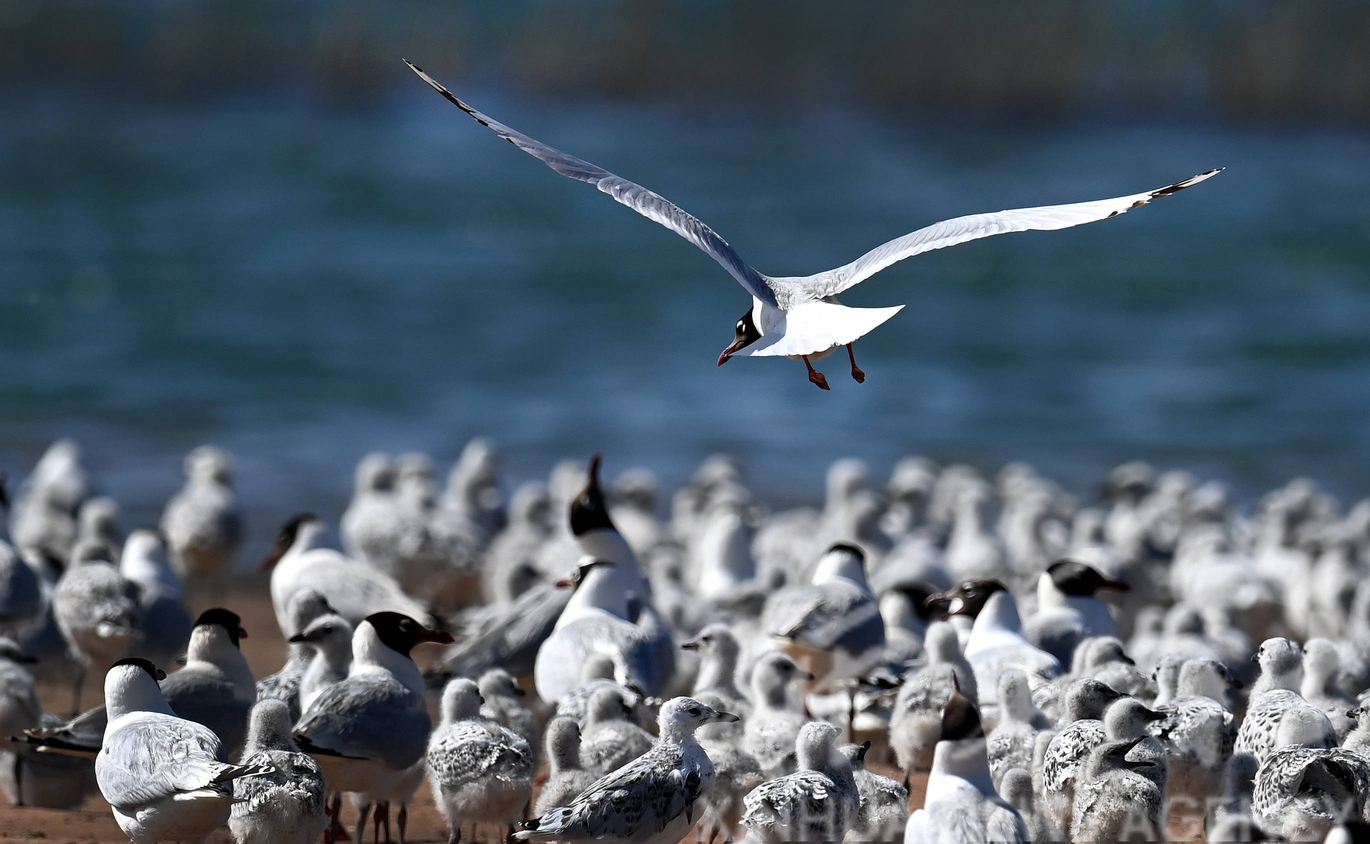 陕北红碱淖遗鸥繁育乐园