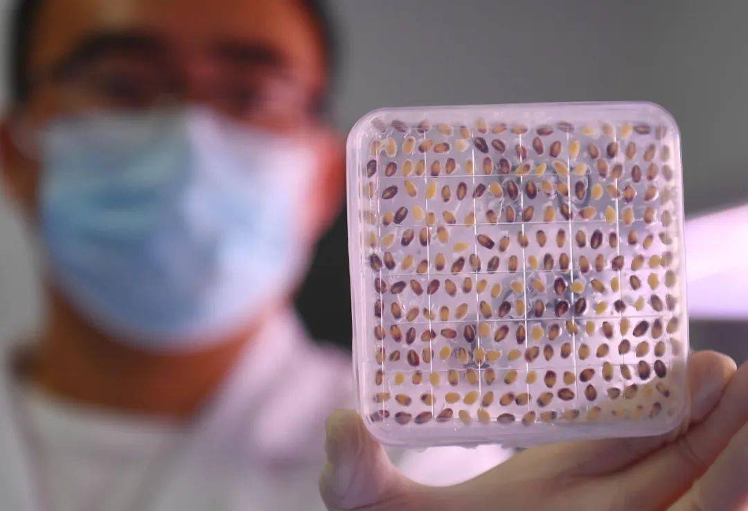 在丰乐种业育种实验室,农业科技工作者展示玉米单倍体诱导加倍技术这