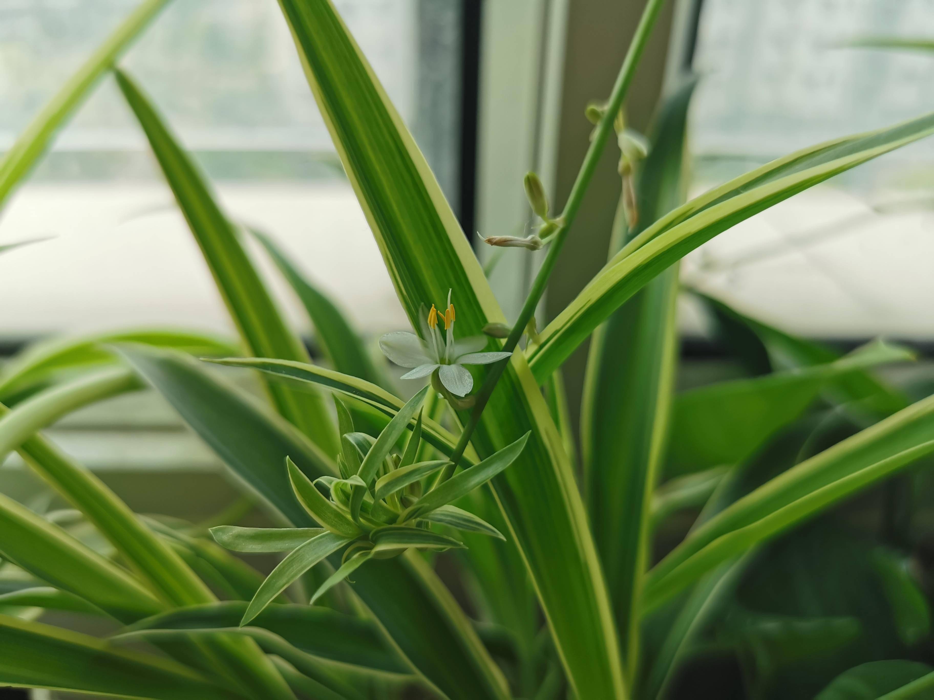 夏天养吊兰随手3个小动作叶子更翠绿清新状态更好更美