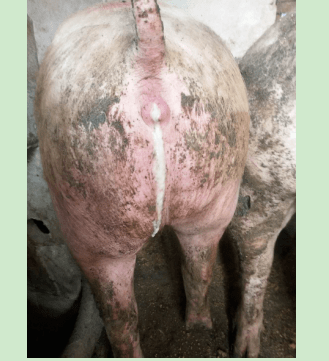 母猪尿白色分泌物图片图片
