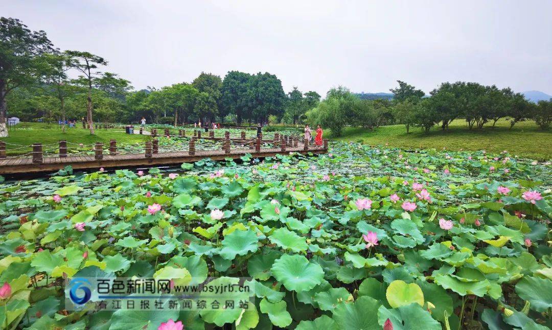 夏日风光好市区半岛公园的荷花开得正艳