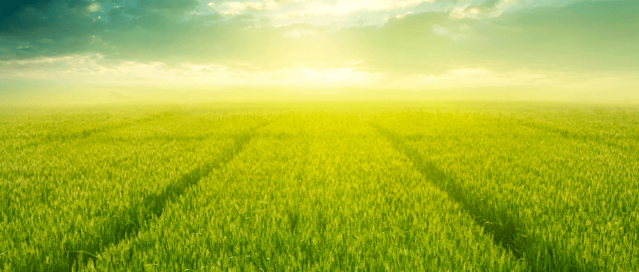 一块块麦田像一张张绿色地毯,在麦田连片的地方,看上去就像一望无际的