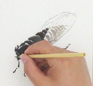 详细步骤教你画蝉_蝉翼_甲壳_墨笔