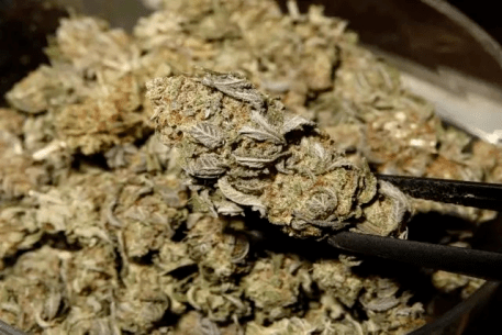 鸦 片1,传统毒品有鸦片,吗啡,海洛因和大麻等.