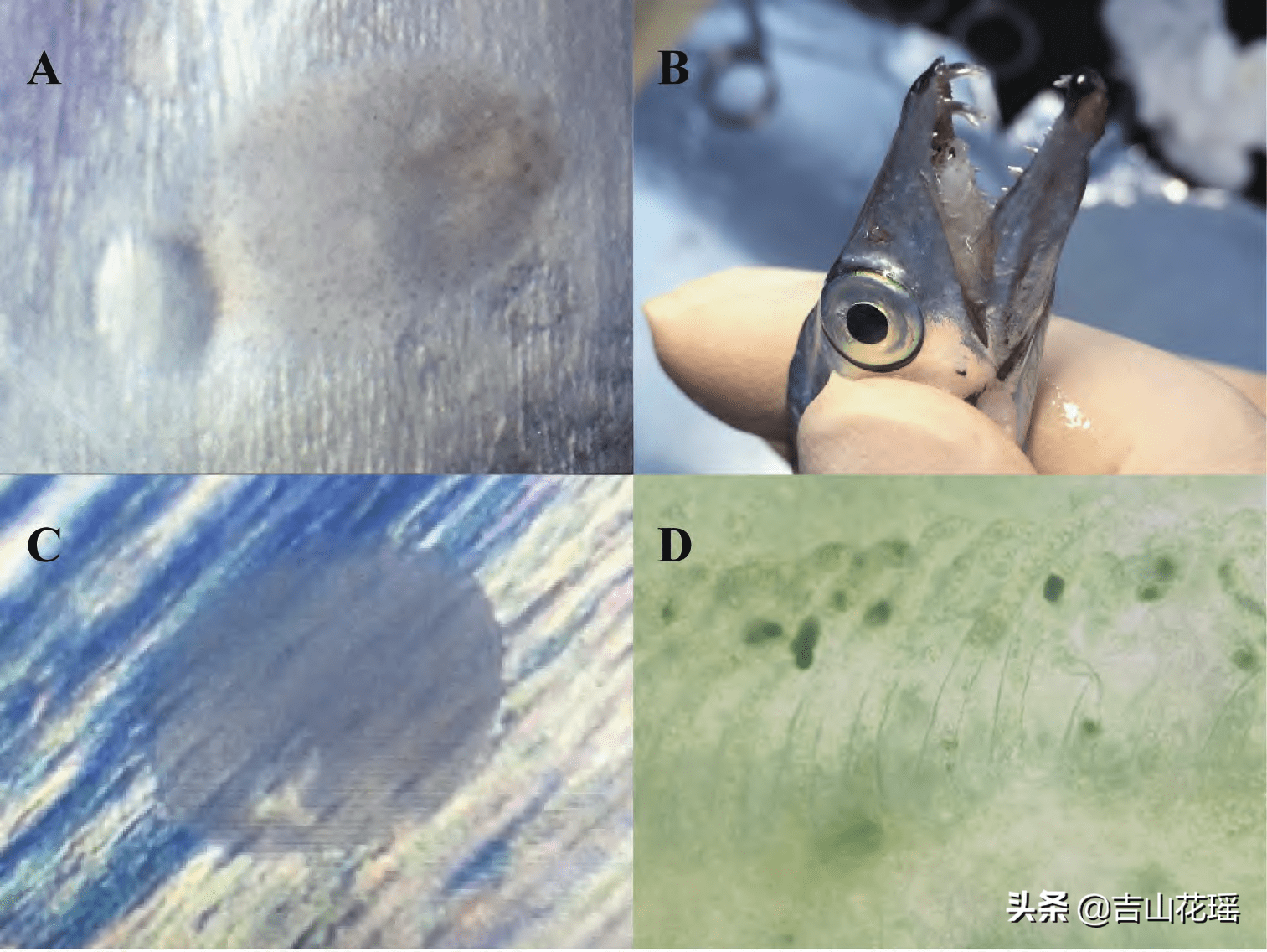 东海带鱼人工驯养技术_寄生虫_体表_本尼登