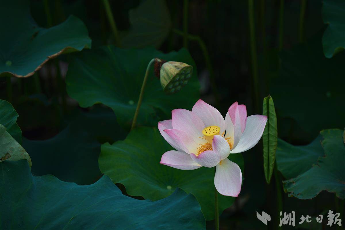 “水窝子”种下致富莲 “一池春水”激活乡村振兴