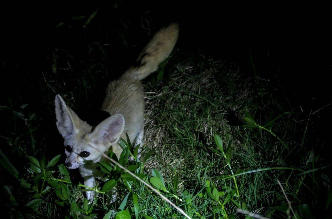 全方位展現夜間動物的獨特性在晚上才出沒的動物比如耳廓狐,老虎,袋鼠