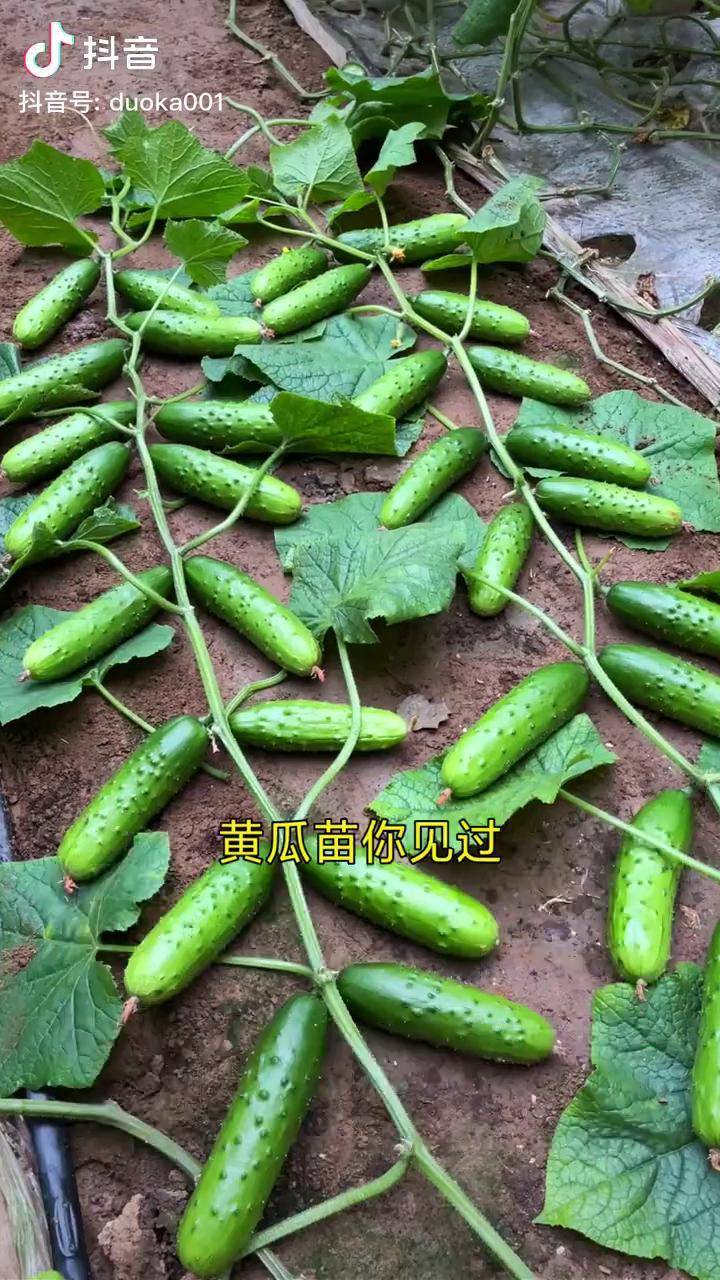 适合懒人种植的满地爬黄瓜黄瓜地爬黄瓜