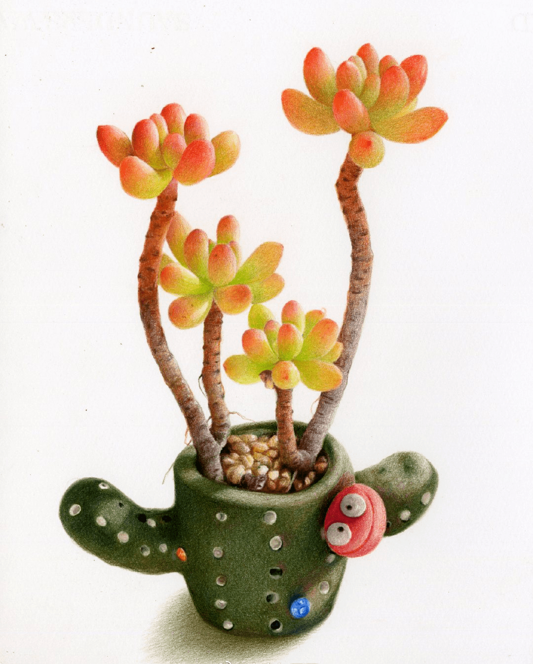 彩铅花卉作品彩铅手绘可爱的多肉植物