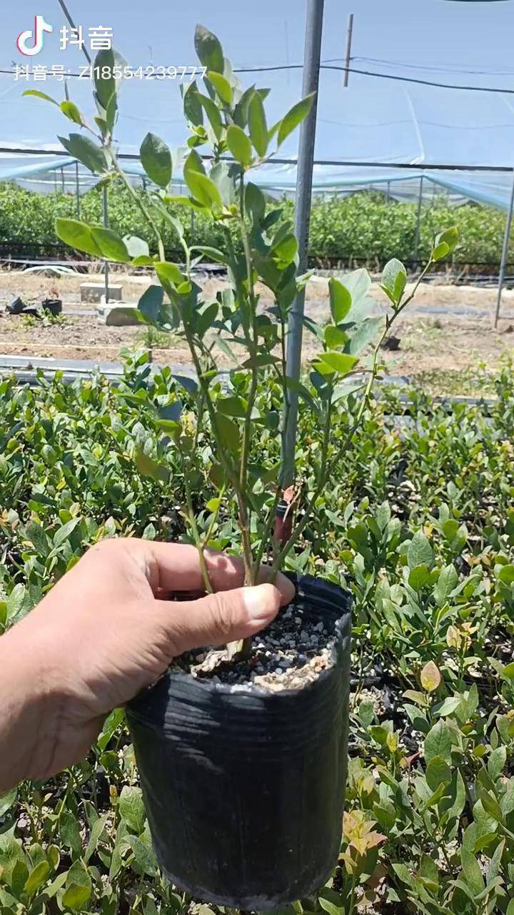 蓝丝带蓝莓苗,北高丛蓝莓苗品种!蓝莓苗基地