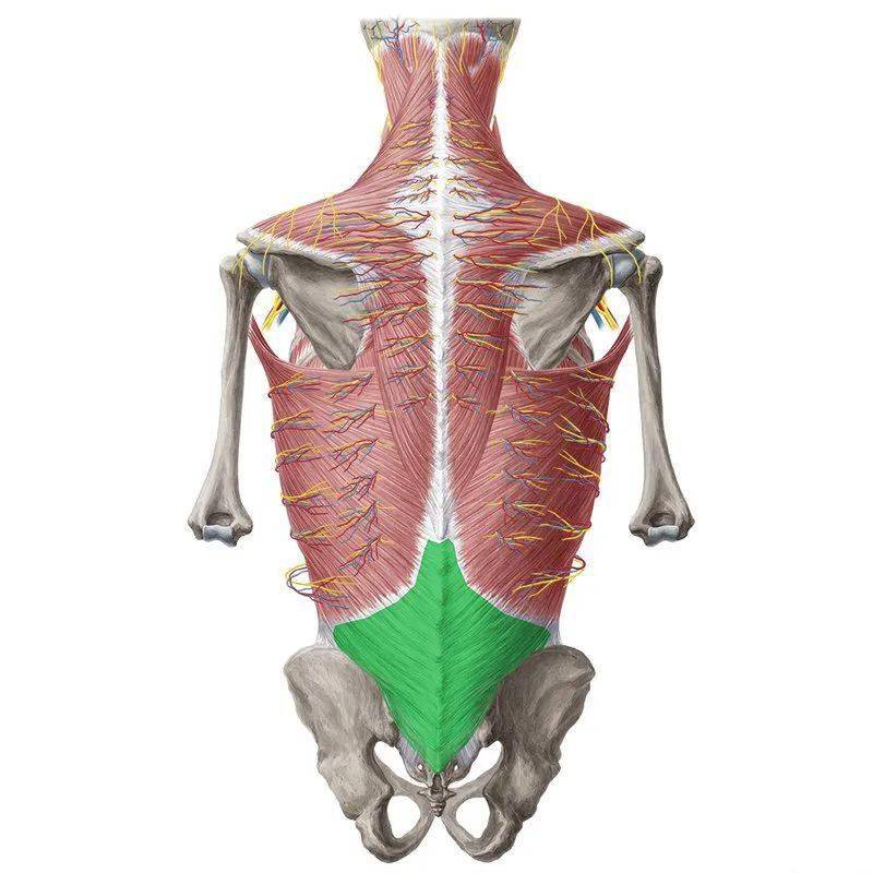 緩解胸腰筋膜帶來的腰痛我們很難判斷腰痛是不是由於筋膜,還是肌肉或