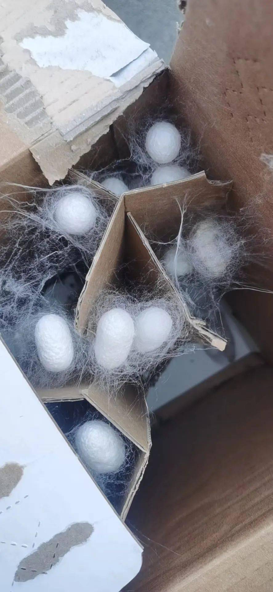 学习成果展示制作手抄报养蚕的同时,孩子们在老师的耐心指导下,将自己