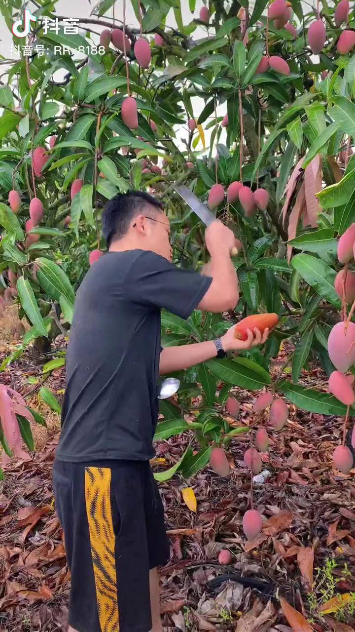 优质农产品芒果很忙贵妃芒芒果新鲜应季水果